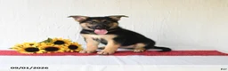 German Shepherd dogs for sale: Tamaiah - Ad 1