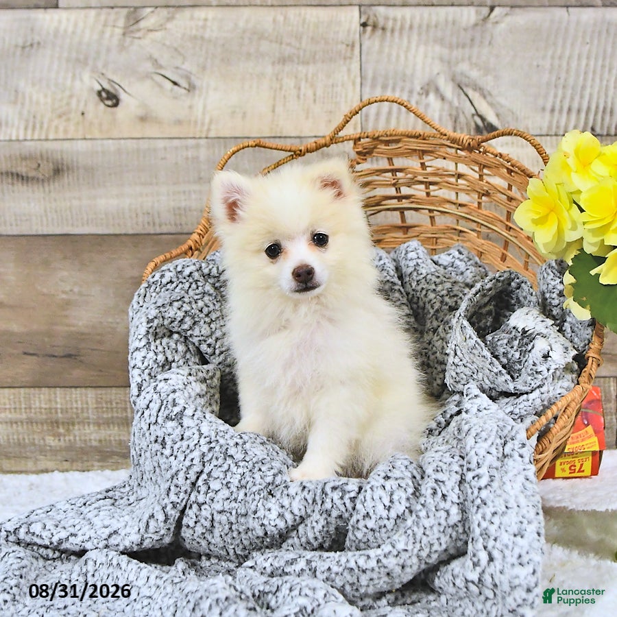 Pomeranian dogs Lincoln - Ad 1