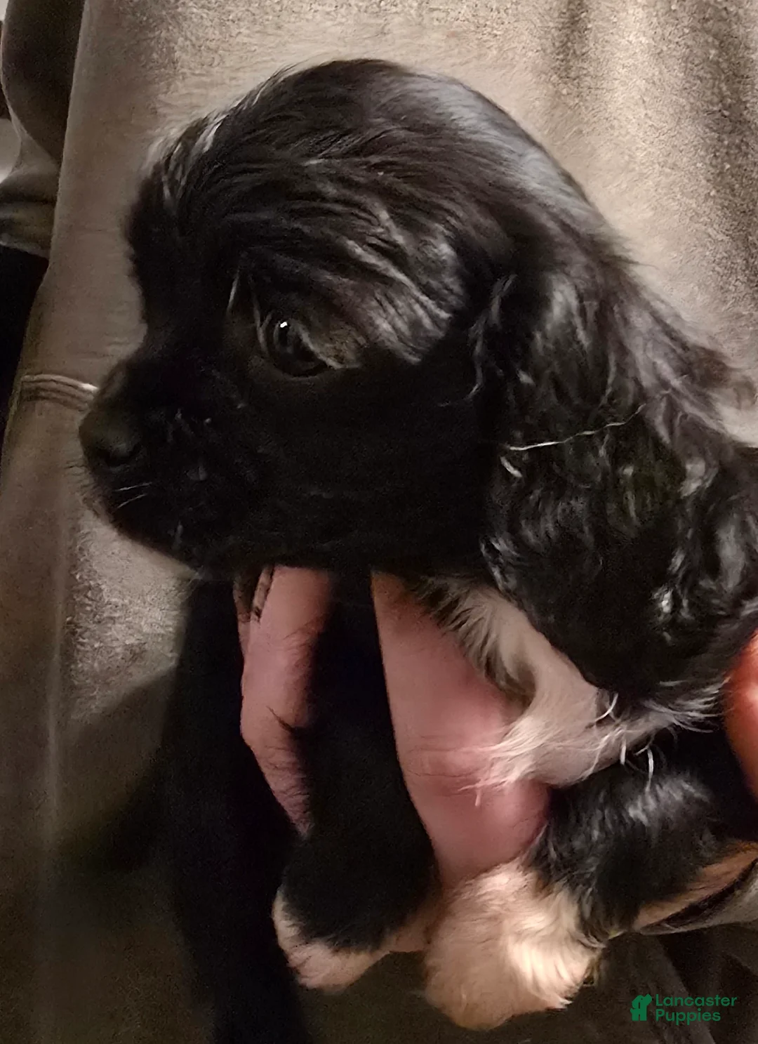 Cavalier King Charles Spaniel dogs for sale: Cavalier King Charles Spaniel Puppy 2 - Ad 2