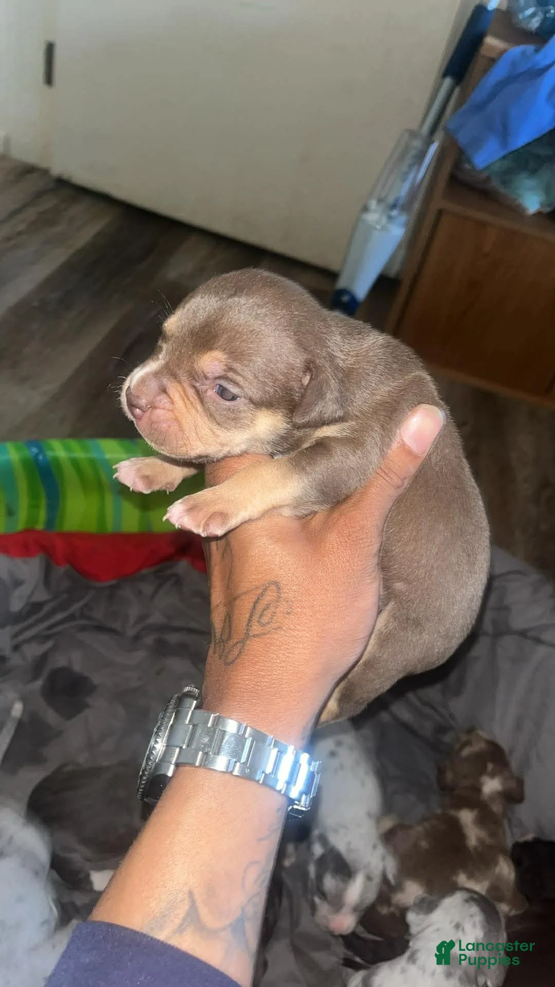 American Bully dogs for sale: American Bully Puppy 10 - Ad 1
