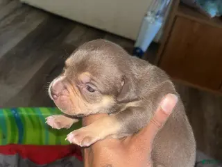 American Bully dogs American Bully Puppy 10 - Ad 20