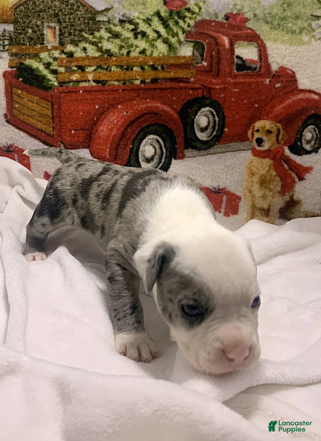 Mixed Breed dogs for sale: Zuko - Ad 10