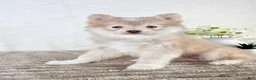 Pomsky dogs for sale: Wolfe - Ad 4