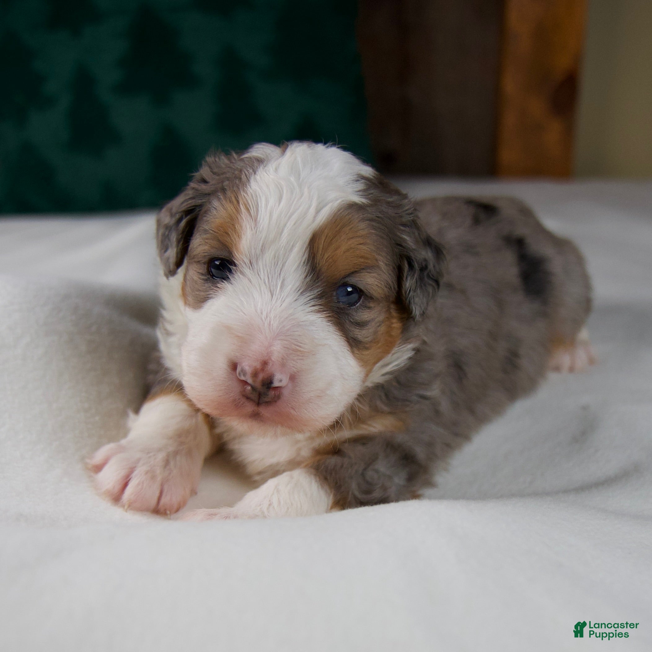 Mini Bernedoodle dogs Angel Girl - Ad 29