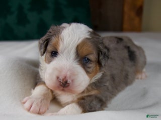 Mini Bernedoodle dogs Angel Girl - Ad 29