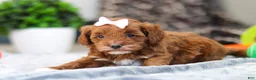 Cavapoo dogs for sale: Amber - Ad 9