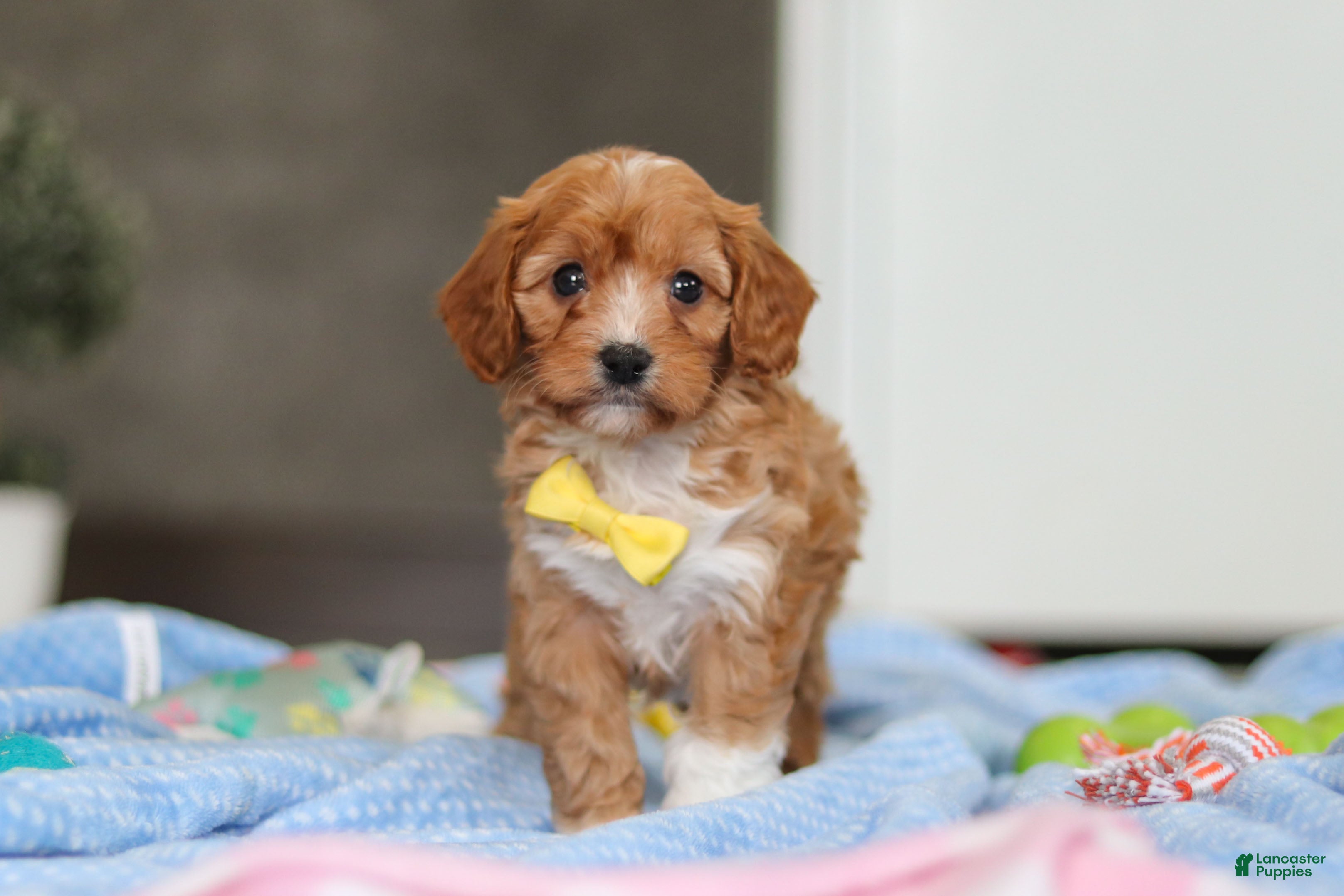 Cavapoo dogs Max - Ad 2