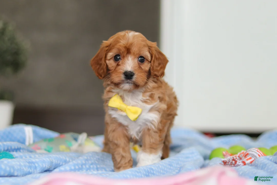 Cavapoo dogs for sale: Max - Ad 2