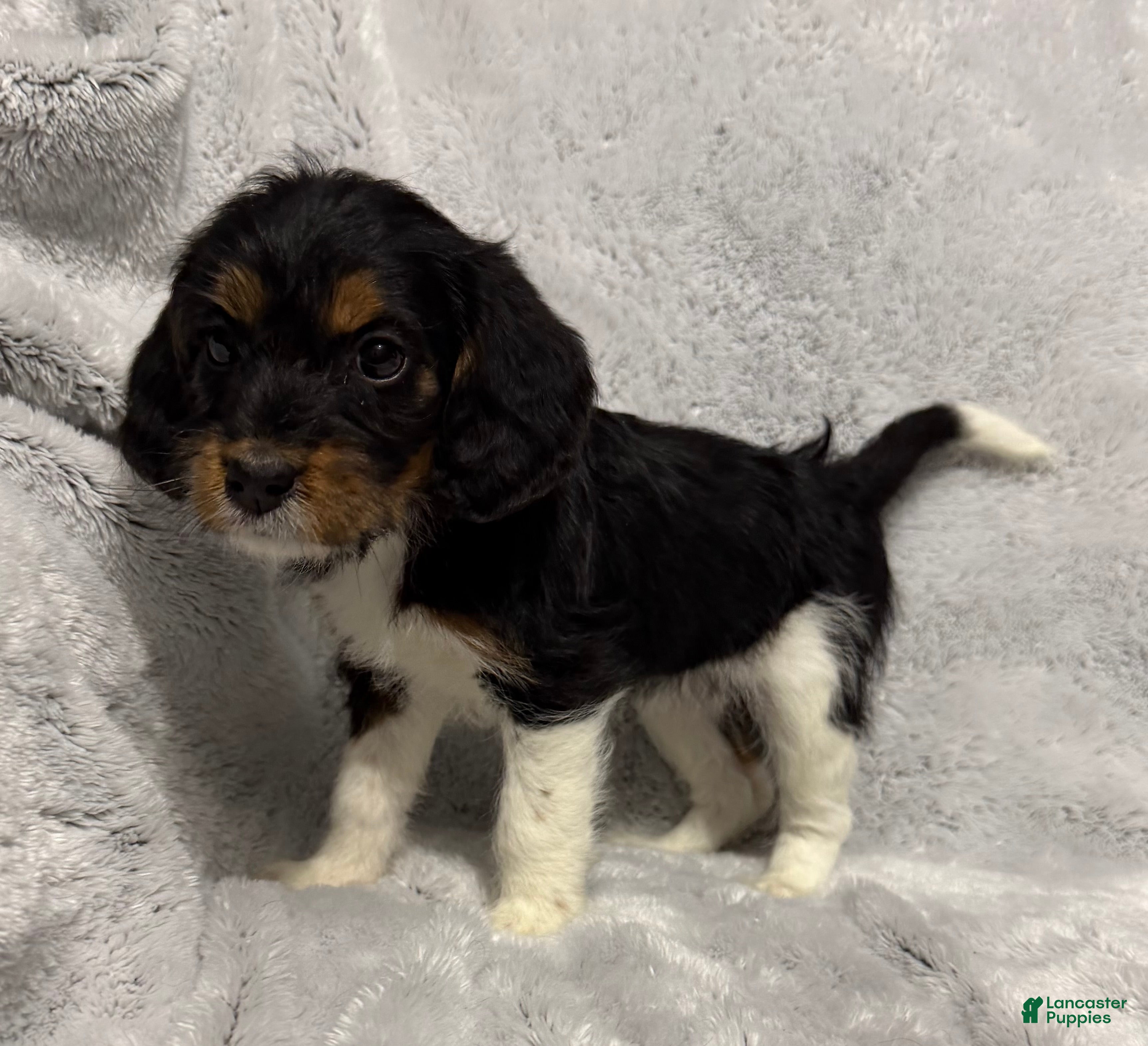 Mixed Breed dogs Callie - Ad 28