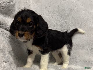 Mixed Breed dogs Callie - Ad 28