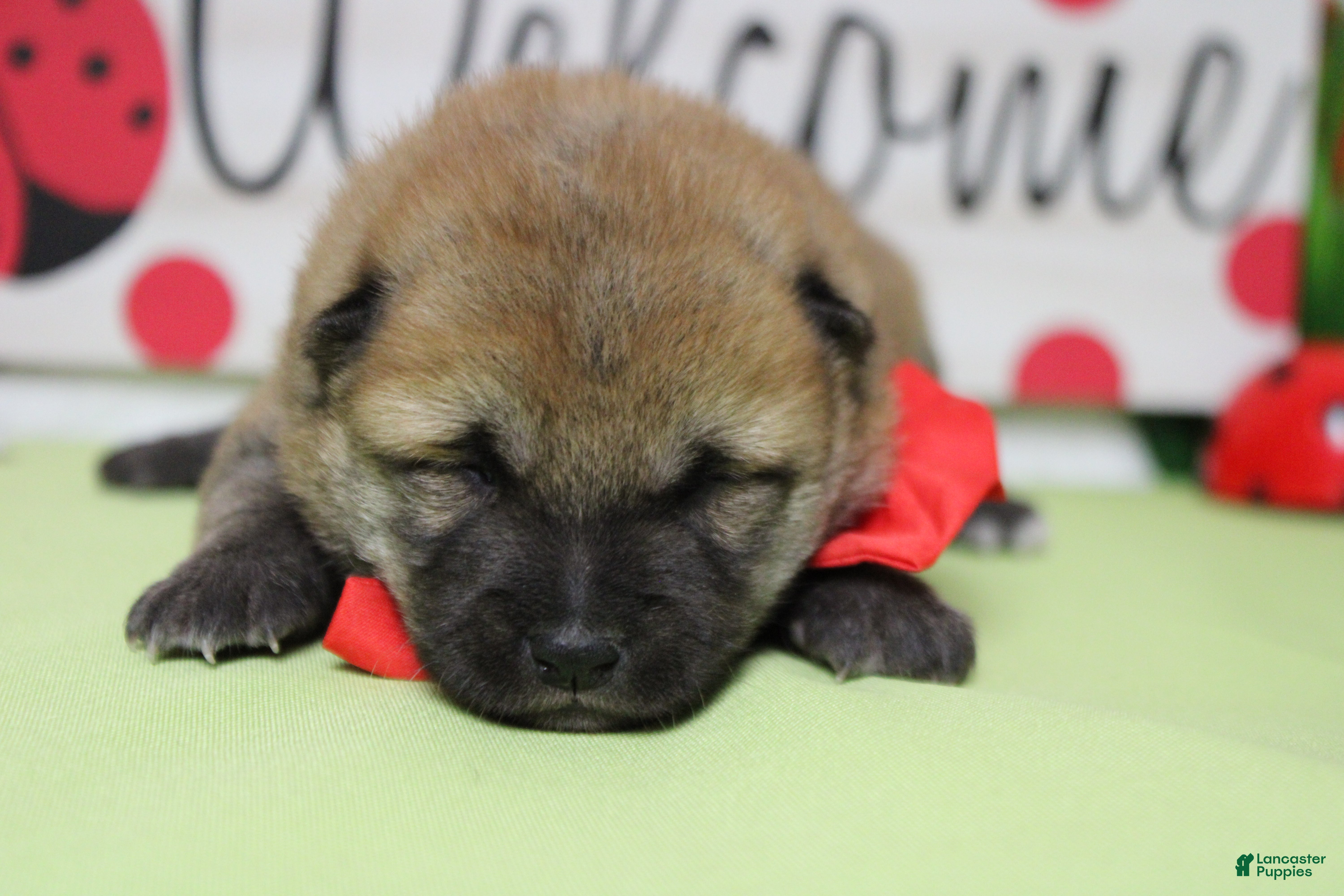 Shiba Inu dogs Hendrix - Ad 4