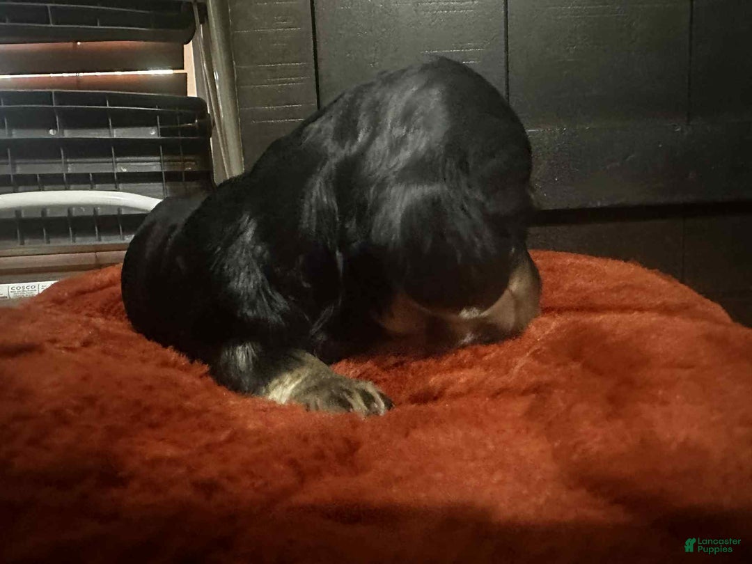 Miniature Dachshund dogs for sale: Kota - Ad 11