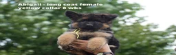 German Shepherd dogs for sale: German Shepherd yellow collar - Ad 3