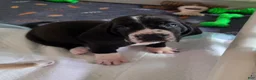 Basset Hound dogs for sale: 💙 READY NOW purple collar - Ad 6