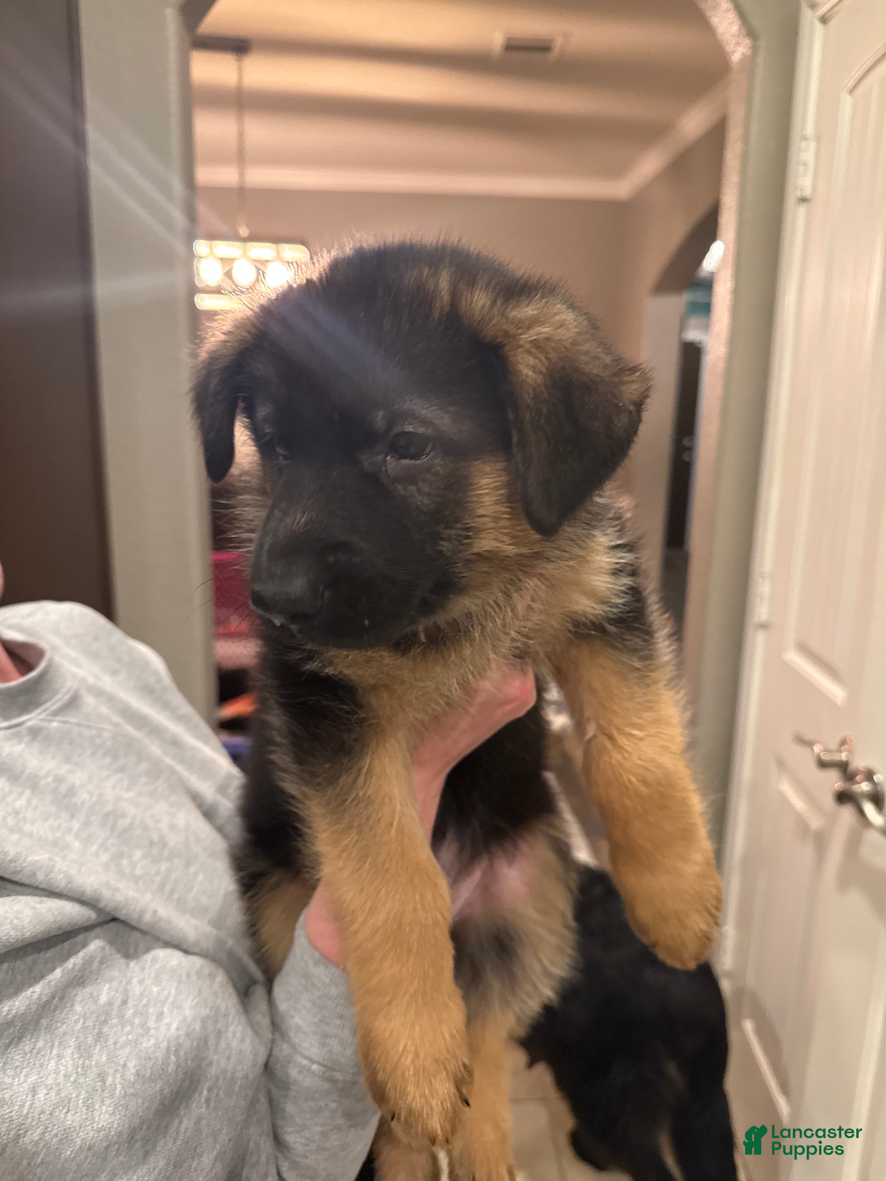 German Shepherd dogs German Shepherd Puppy 1: Pink  - Ad 8