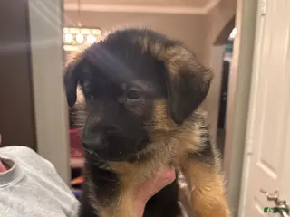 German Shepherd dogs German Shepherd Puppy 1: Pink - Ad 8