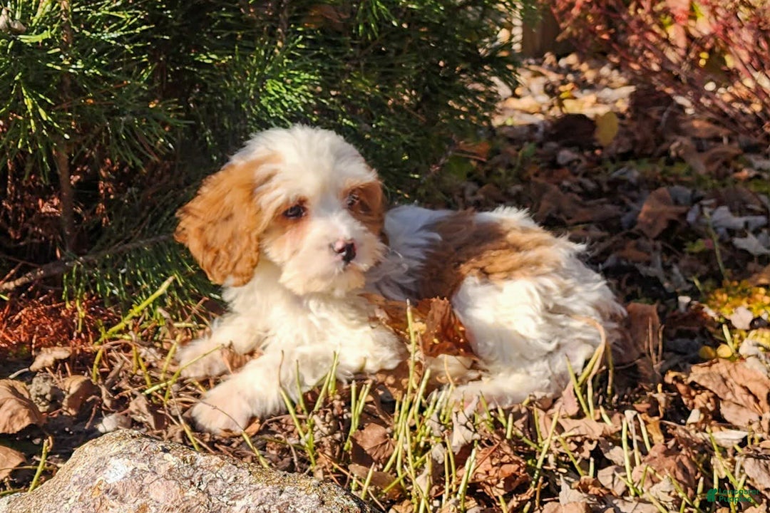 Cavapoo dogs for sale: Saffron - Ad 3