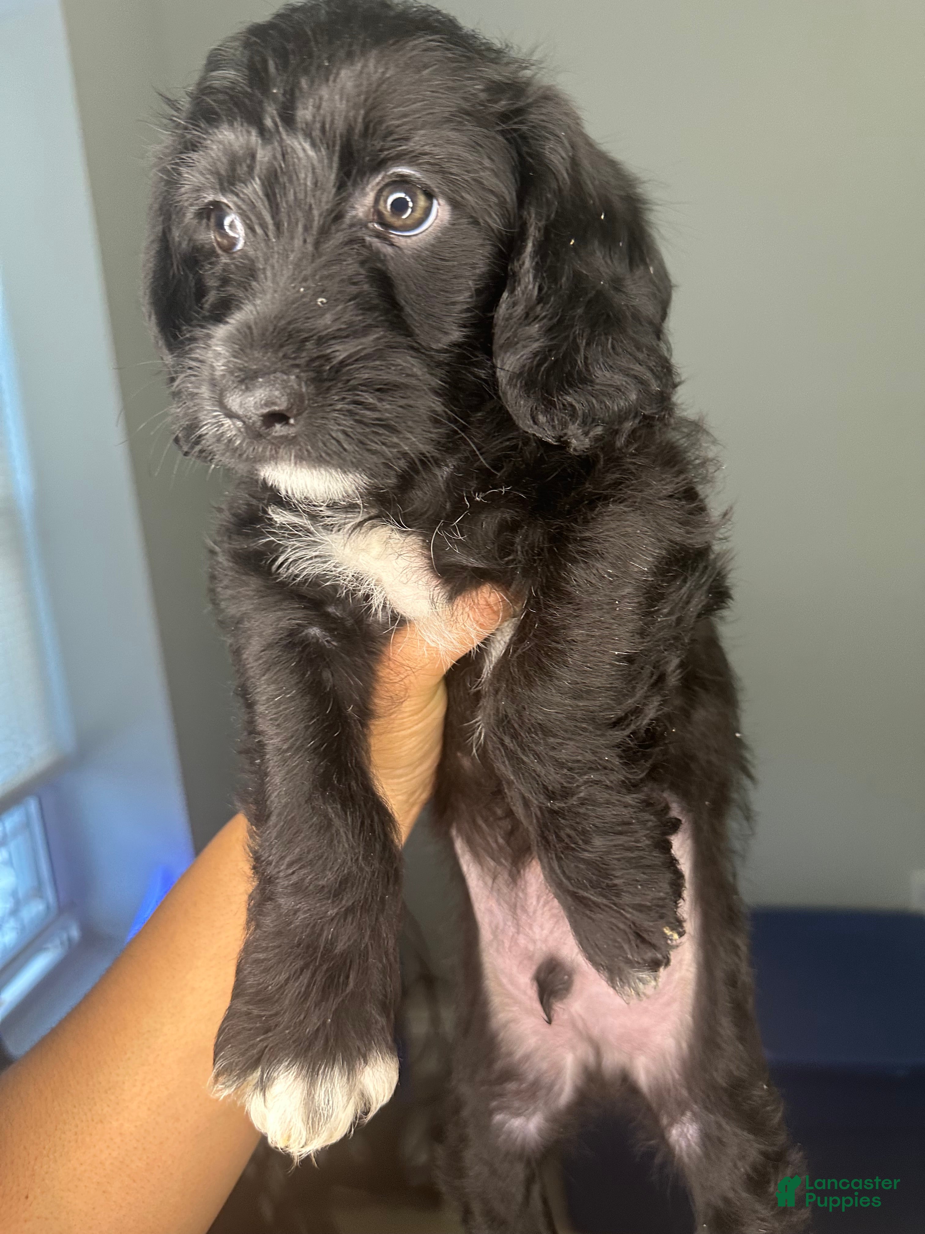 Mixed Breed dogs Fareed - Ad 22