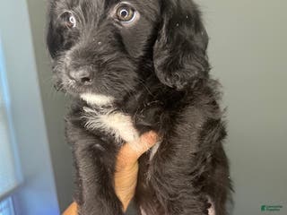 Mixed Breed dogs Fareed - Ad 16