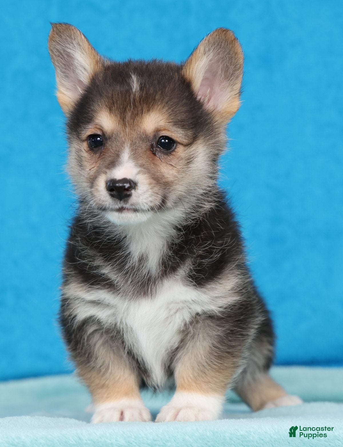 Welsh Corgi Pembroke dogs Black Gold - Ad 1