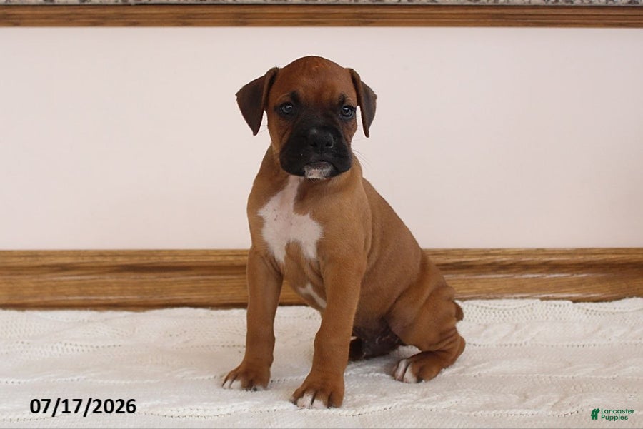 Boxer dogs Max - Ad 1