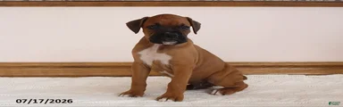 Max