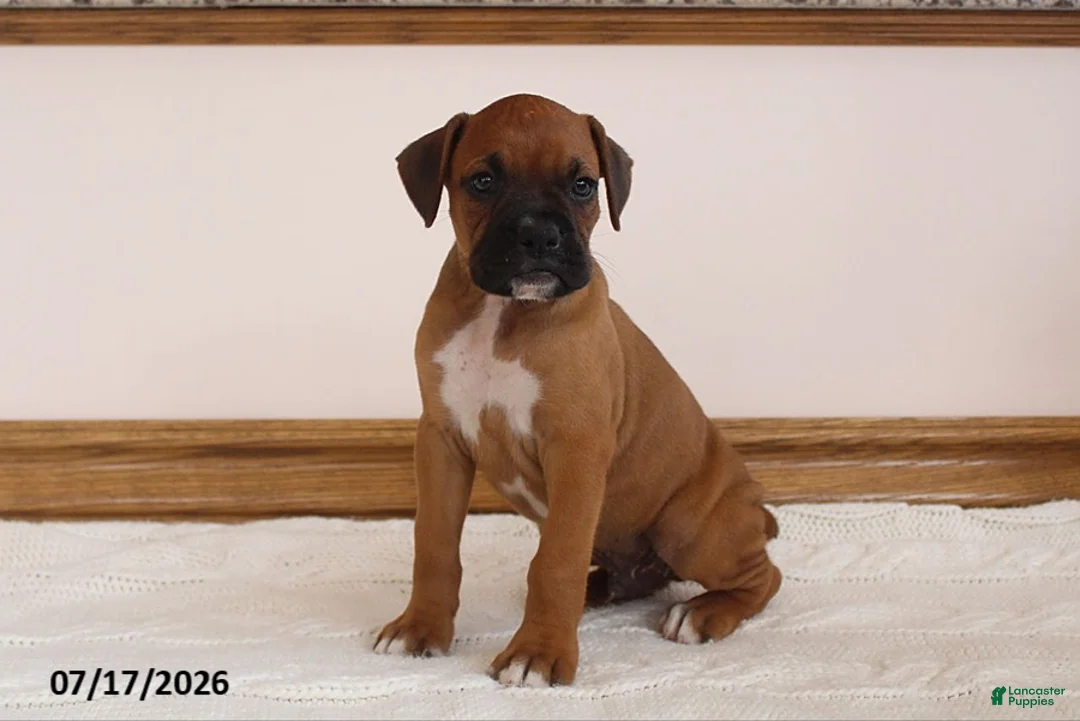 Boxer dogs for sale: Max - Ad 1