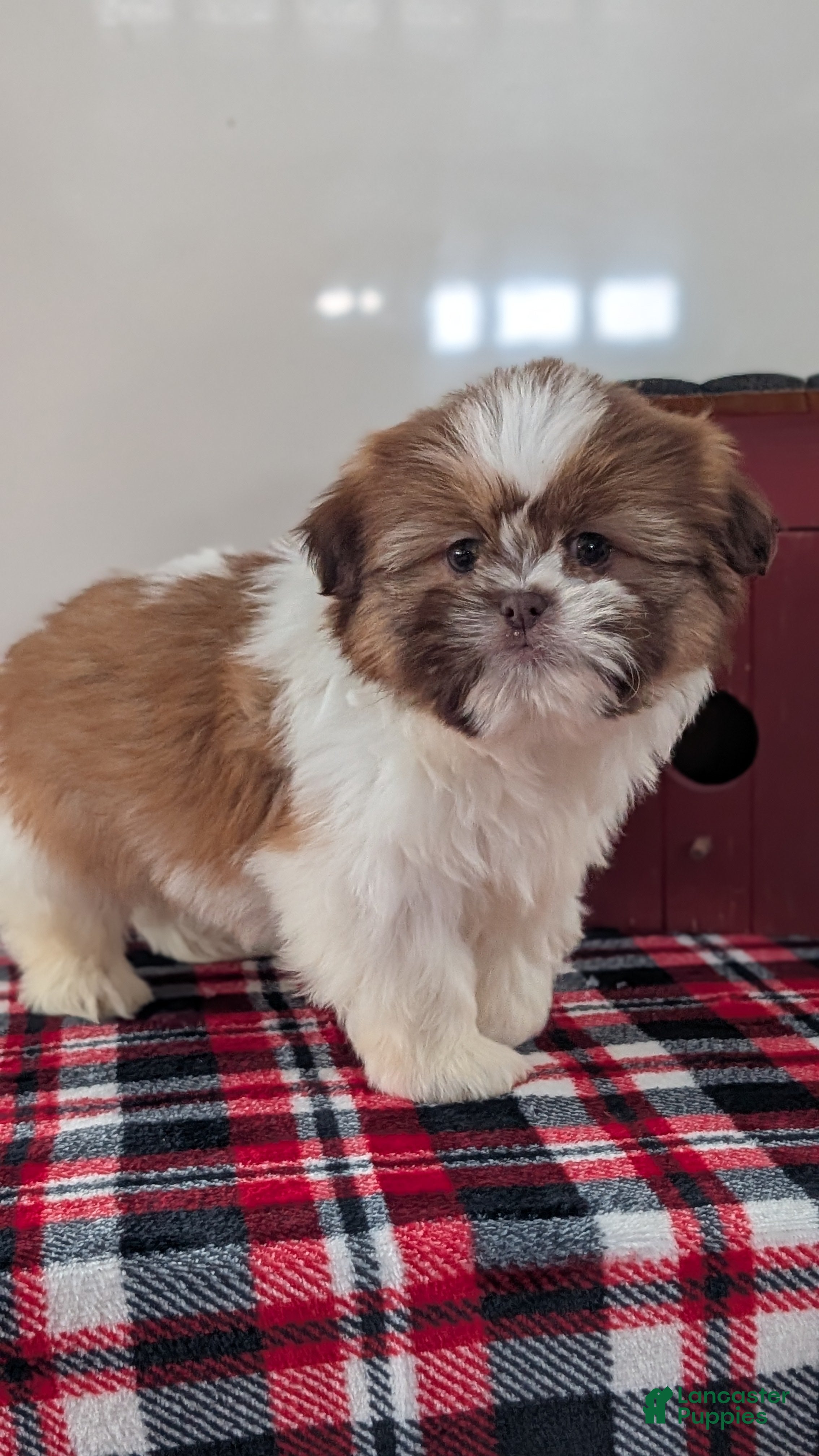 Shih Tzu dogs Captain - Ad 2