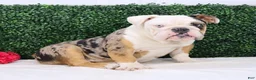 English Bulldog dogs for sale: English Bulldog Puppy 2 - Ad 2