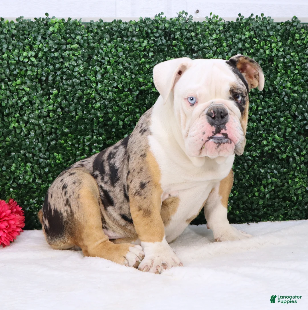 English Bulldog dogs for sale: English Bulldog Puppy 2 - Ad 2
