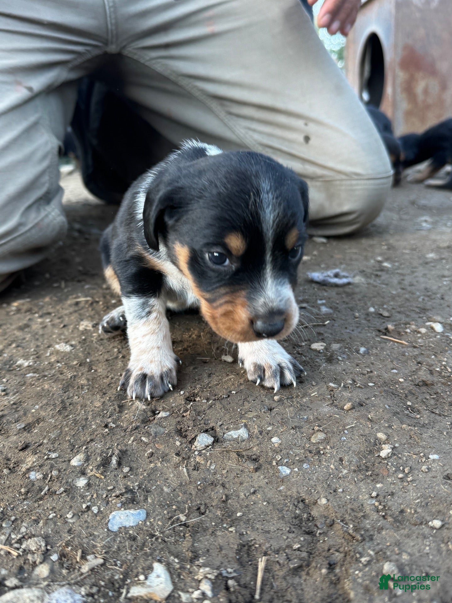 Mixed Breed dogs for sale: Hound puppy 1 - Ad 18