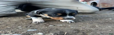 Hound puppy 1