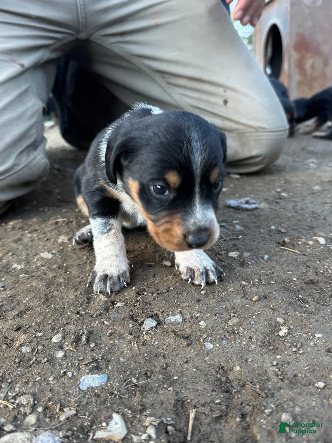 Mixed Breed dogs for sale: Hound puppy 1 - Ad 1
