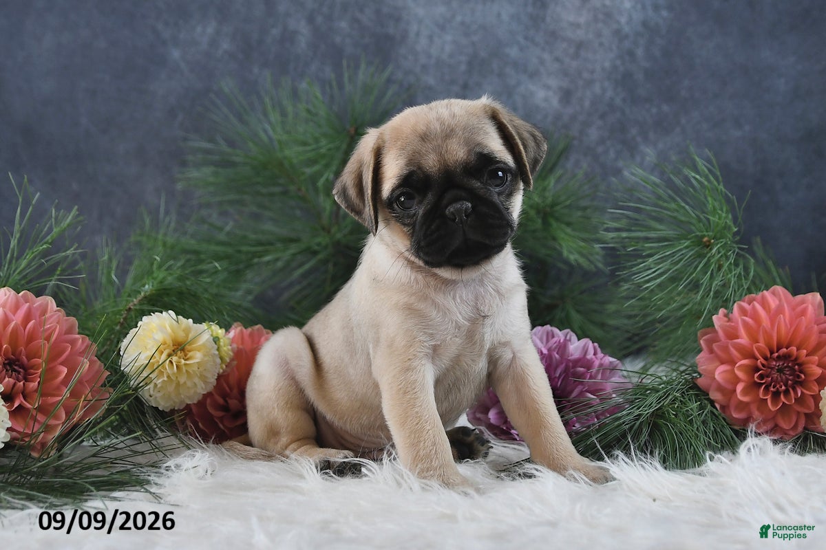 Pug dogs Nellie - Ad 1