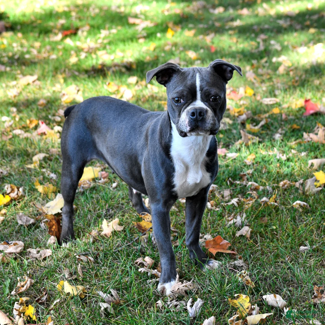 Frenchton dogs for sale: Ranger - Ad 6