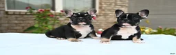 French Bulldog dogs for sale: Poppy - Ad 3