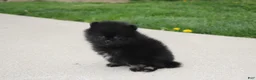 Pomeranian dogs for sale: Connie  - Ad 12