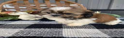 Shih Tzu dogs for sale: Sadie - Ad 10