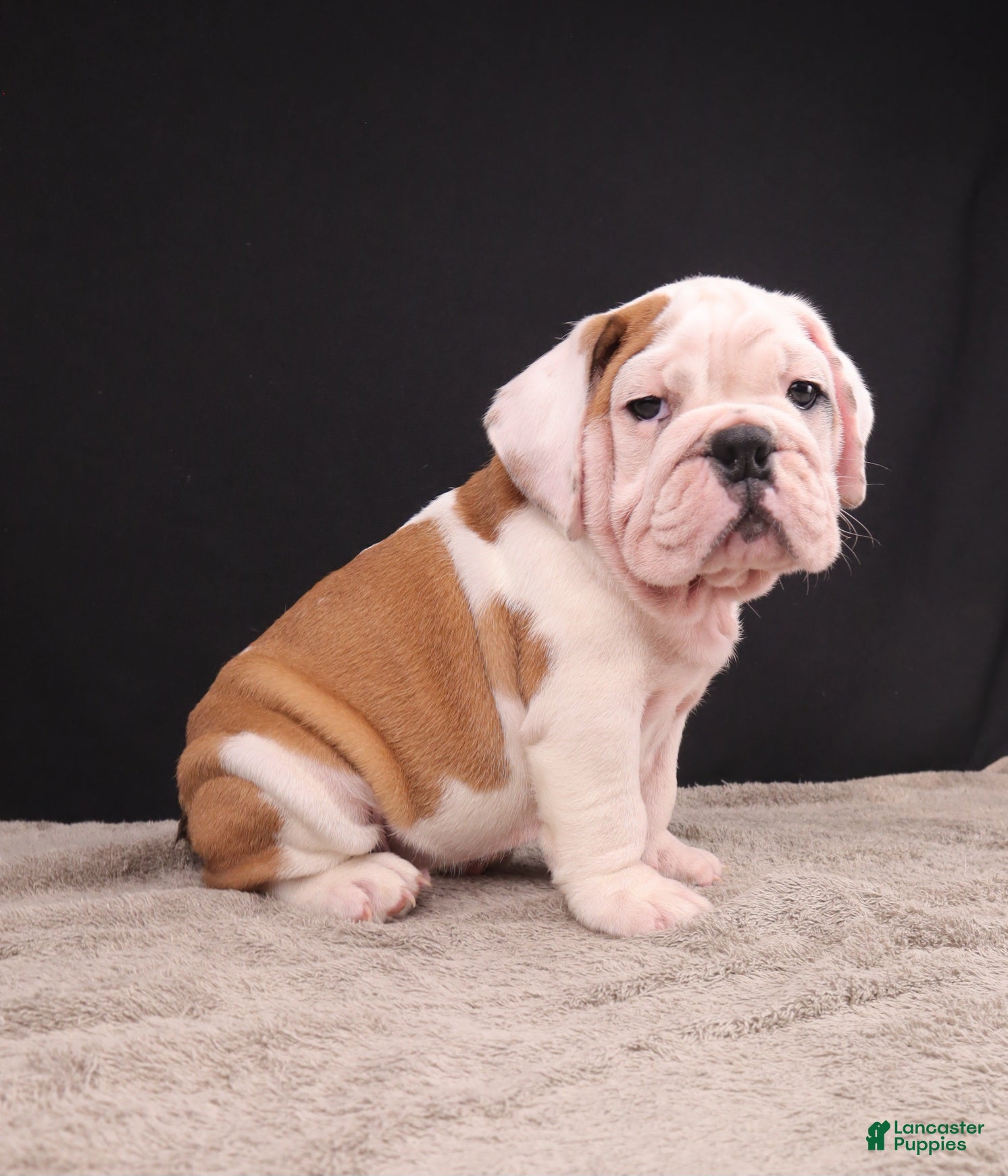 English Bulldog dogs Charlie  - Ad 2
