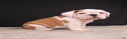 English Bulldog dogs for sale: Charlie  - Ad 26