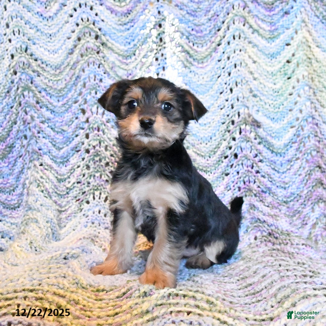 Yorkiepoo dogs for sale: Emmy - Ad 2