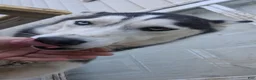 Siberian Husky dogs for sale: Legacy - Ad 3