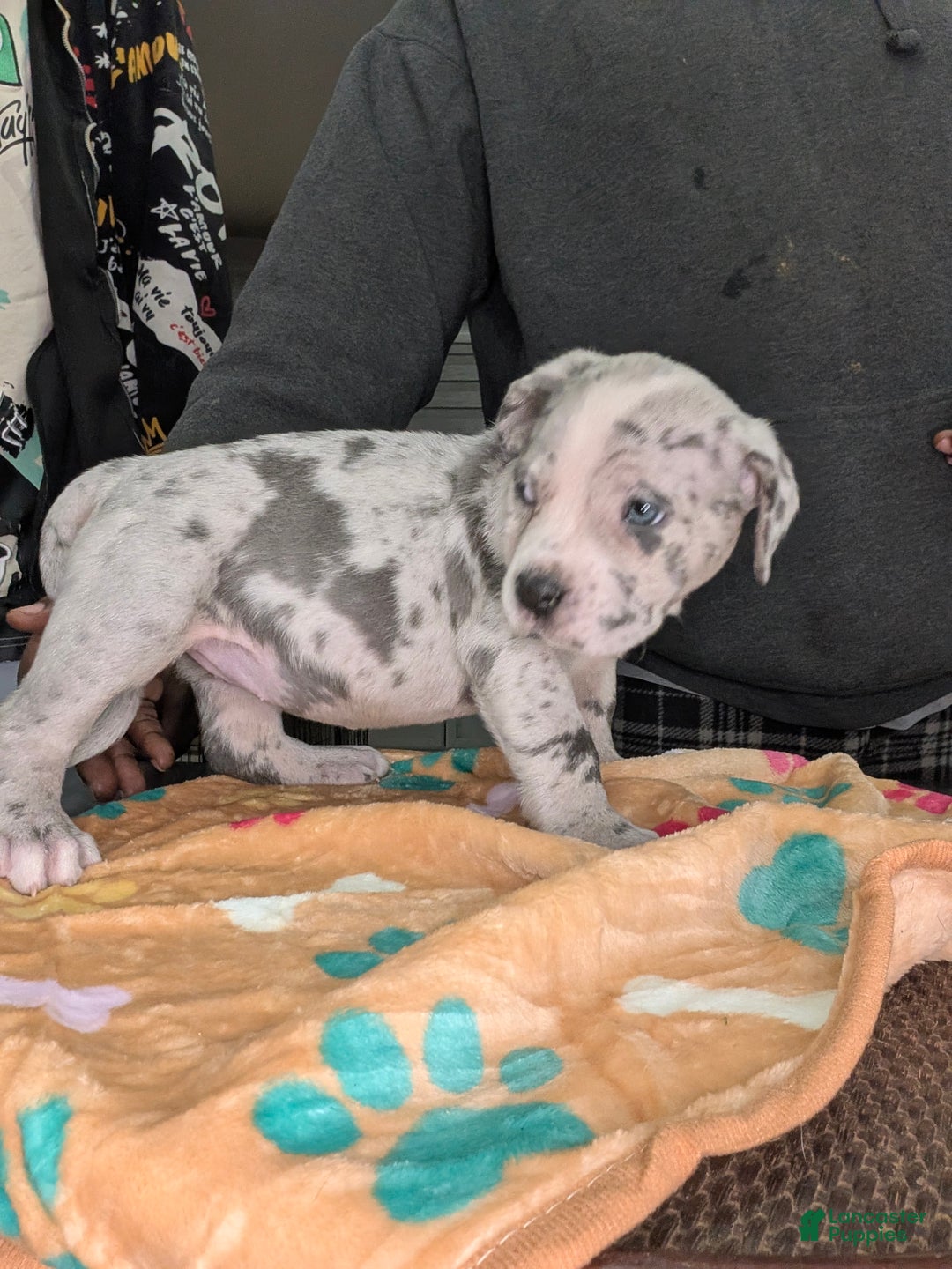 American Bully dogs for sale: American Bully Puppy 3 - Ad 3