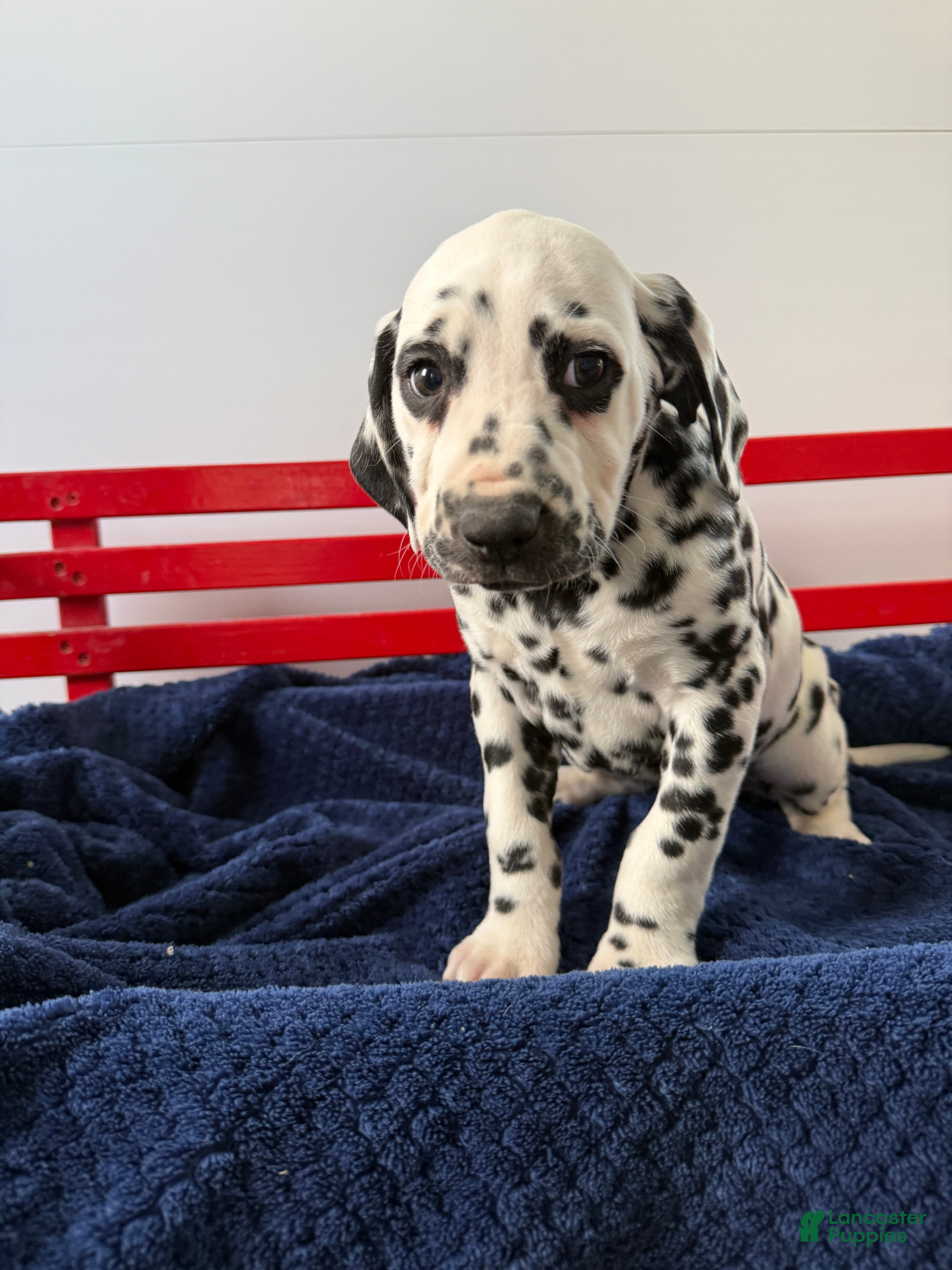 Dalmatian dogs Taylor - Ad 33