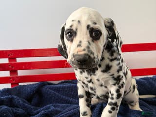 Dalmatian dogs Taylor - Ad 33