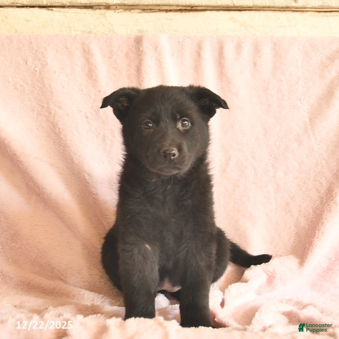 German Shepherd dogs for sale: Berry  - Ad 4