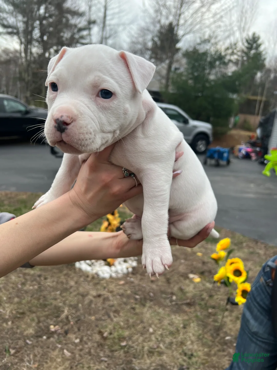 American Bully dogs for sale: American Bully Puppy 8 - Ad 1