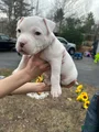 American Bully Puppy 8