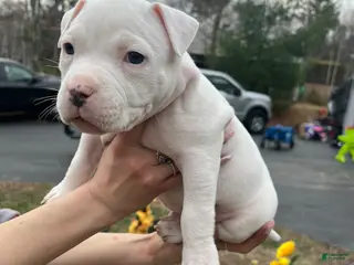 American Bully dogs American Bully Puppy 8 - Ad 12