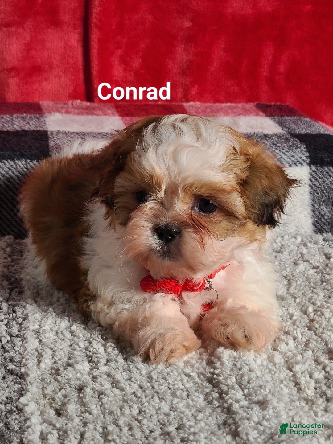 Shih Tzu dogs for sale: Conrad  - Ad 4